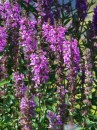 Blutweiderich - Lythrum salicaria * 854 x 1139 * (459KB)
